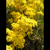 Corbeille d'or, Aurinia Saxatilis (ss esp Saxatilis)(fam. Brassicacees) (Europe cent. & ori.)(3)